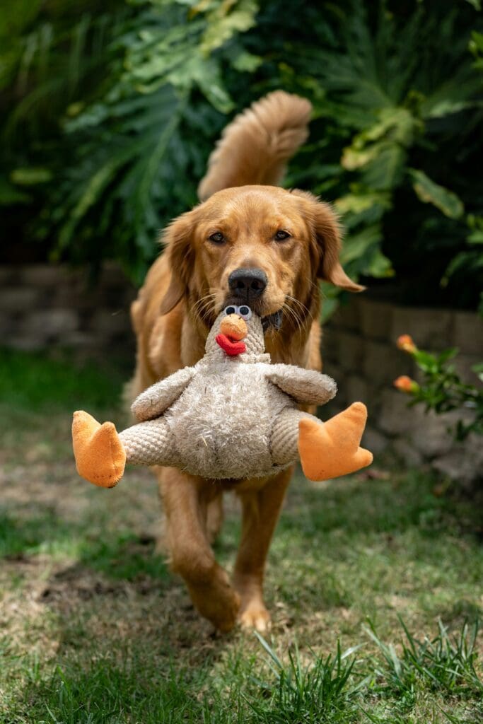 Golden retriever with toy during dog training in Ballston Spa NY