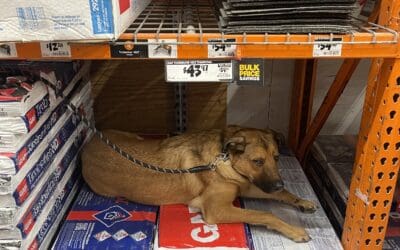 How Brewer Built Better Leash Manners, Confidence, and Calm Behavior in 2 Weeks in Albany, NY
