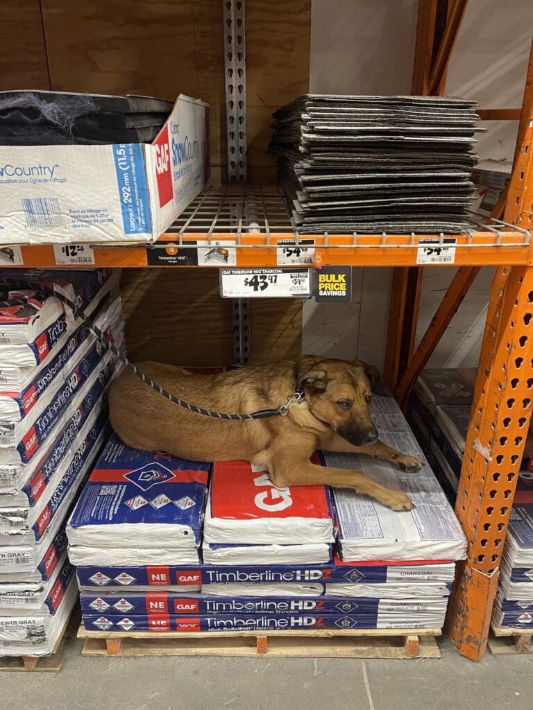 Brewer practicing leash manners and calm behavior in Albany, NY while building better confidence, focus, and owner communication.