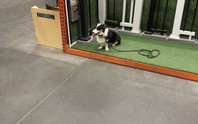 How This Dog Built Better Listening, Confidence, and Safety Skills in Albany, NY