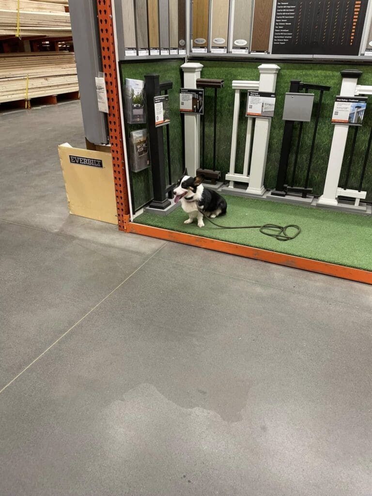 How This Dog Built Better Listening and Confidence in Albany, NY | Success Story