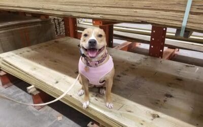 How Flower Built Confidence, Trust, and Better Public Behavior in 8 Weeks in Albany, NY
