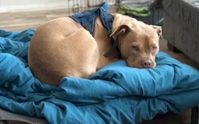 How Peanut Improved Recall, Leash Manners, and Calm Behavior in Albany, NY