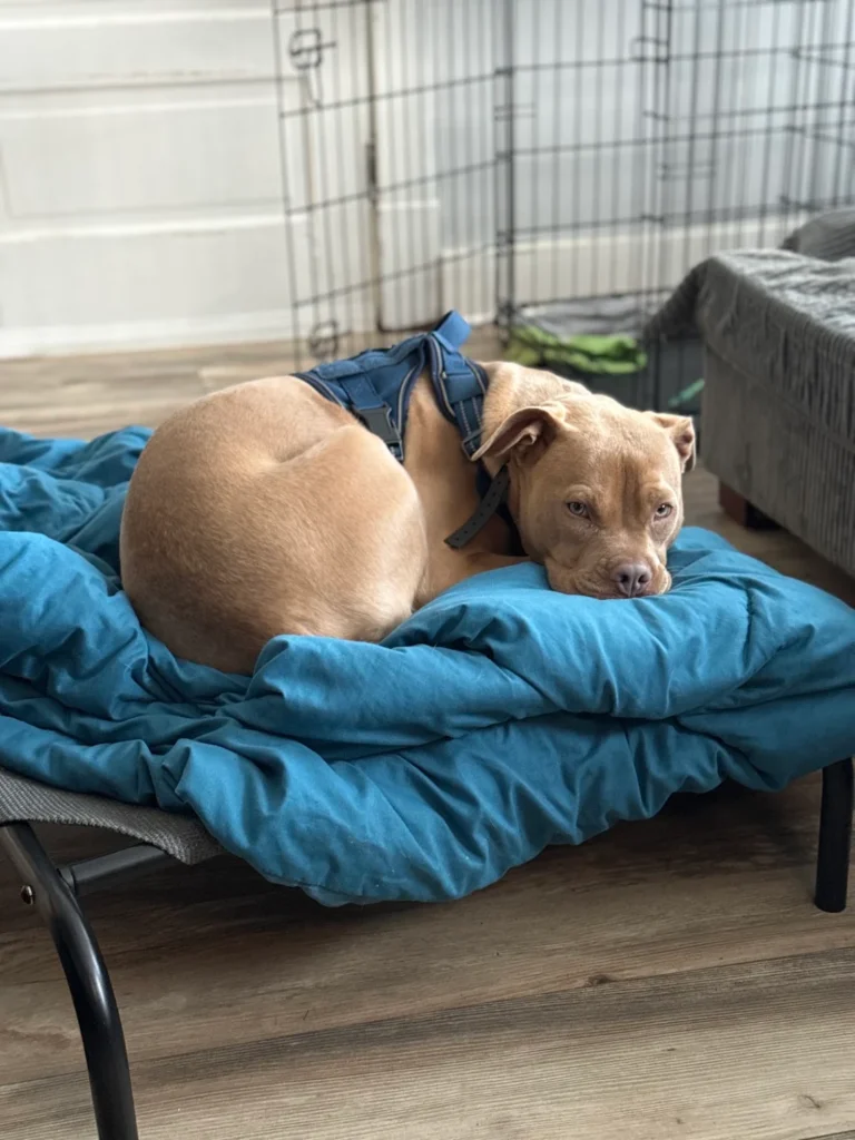 Peanut the Pit Bull mix practicing calm obedience in Albany, NY