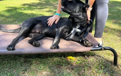 How Shadow Built a Stronger Obedience Foundation Through Basic Training in Albany, NY