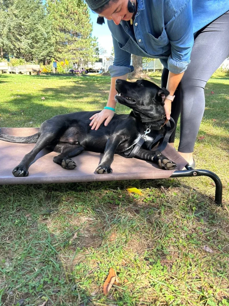 Shadow practicing foundational obedience commands in Albany, NY