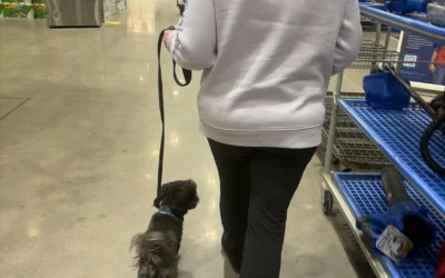 How Stitch Built Confidence, Calm Behavior, and Stronger Obedience in Albany, NY
