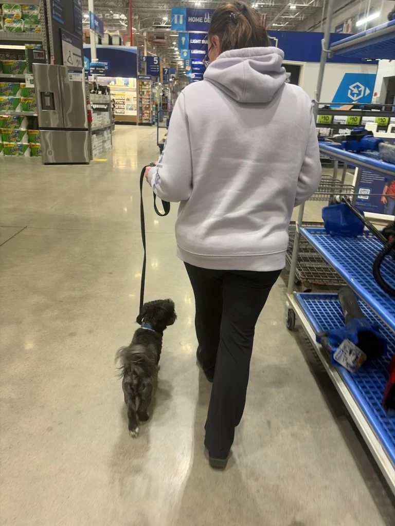 Stitch practicing calm, confident obedience in Albany, NY