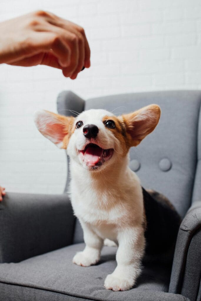 Corgi puppy during dog training in Ballston Spa NY