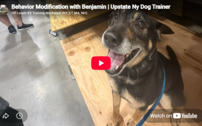 How Benjamin, an 8-Year-Old Dog, Worked on Severe Reactivity, Fixation, and Obedience in Upstate New York