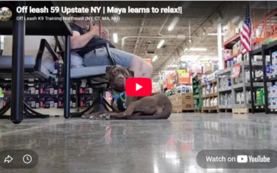 How Maya, a 2-Year-Old Lab Mix, Worked on Jumping, Leash Reactivity, and Better Manners in Upstate New York