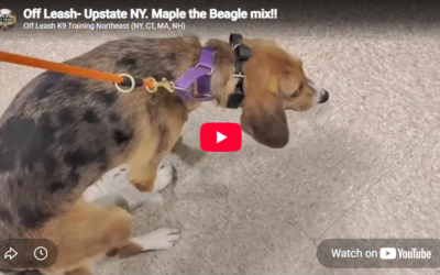 How Harry, an 8-Plus-Year-Old Boston Terrier Mix, Worked on Leash Reactivity and Better Manners in Upstate NY
