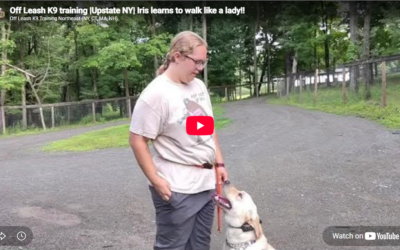 How Iris, an 11-Month-Old Yellow Lab, Worked on Jumping, Barking, and Leash Manners in 2 Weeks in Upstate NY