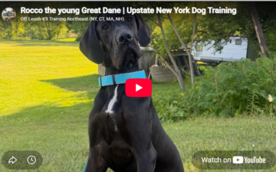 How Rocco, a 7-Month-Old Great Dane, Worked on Confidence, Recall, and Reliable Obedience in Upstate New York