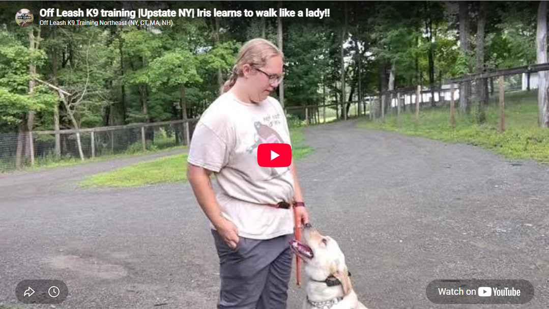 Iris the Yellow Lab practicing obedience in Upstate NY