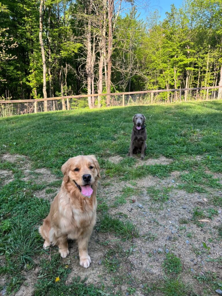 Two dogs training in Saratoga Springs NY outdoors