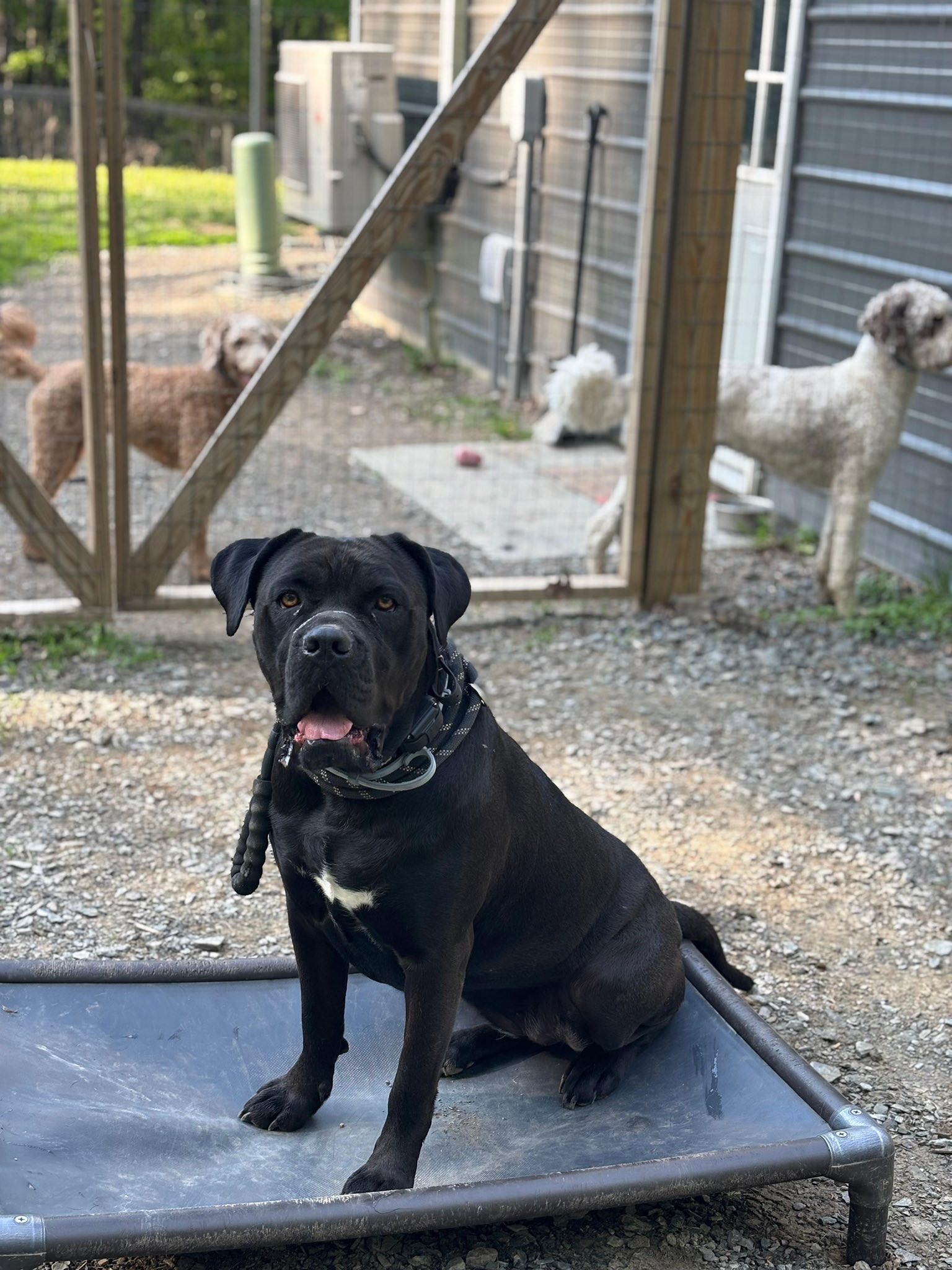 Black dog training in Saratoga Springs NY outdoors