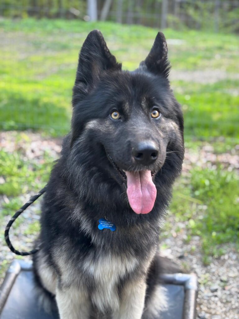 Black shepherd at dog training in Ballston Spa NY