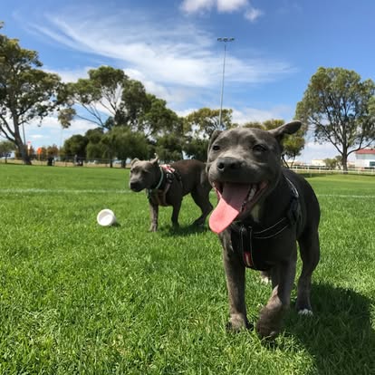 Two dogs during dog training in Ballston Spa NY