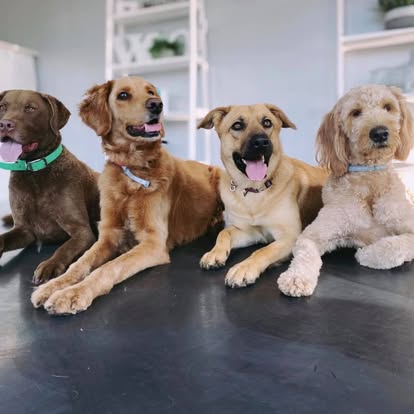 Four dogs during dog training in Ballston Spa NY