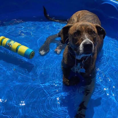 Dog Training in Broadalbin, NY