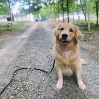 Golden retriever during dog training in Halfmoon NY