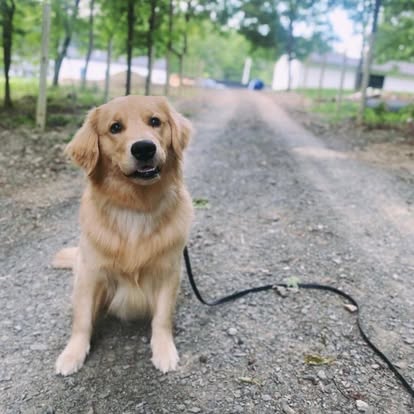 Golden retriever during dog training in Halfmoon NY