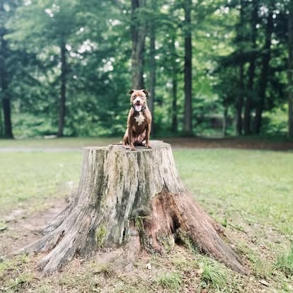 Dog training in Ballston Spa NY with dog sitting on stump