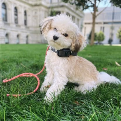 Small dog training in Ballston Spa NY on grass