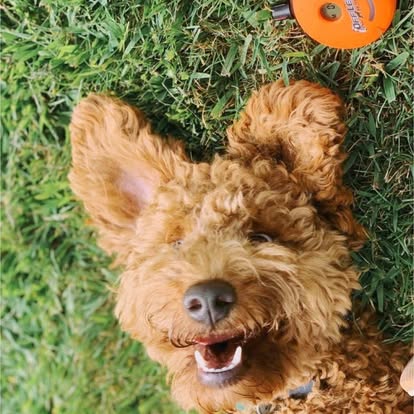 Curly dog during dog training in Ballston Spa NY