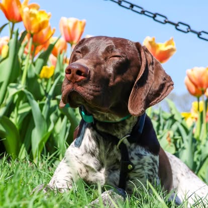 Dog training in Broadalbin, NY with dog near tulips