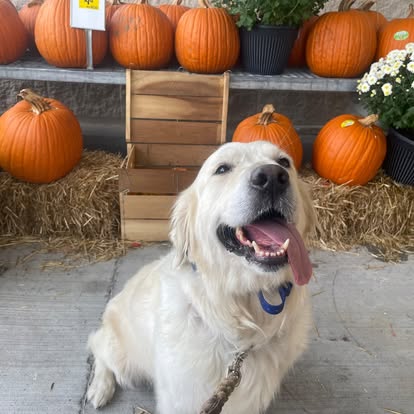 Golden retriever at dog training in Ballston Spa NY