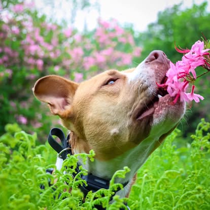 Dog training in Broadalbin, NY with dog smelling flowers