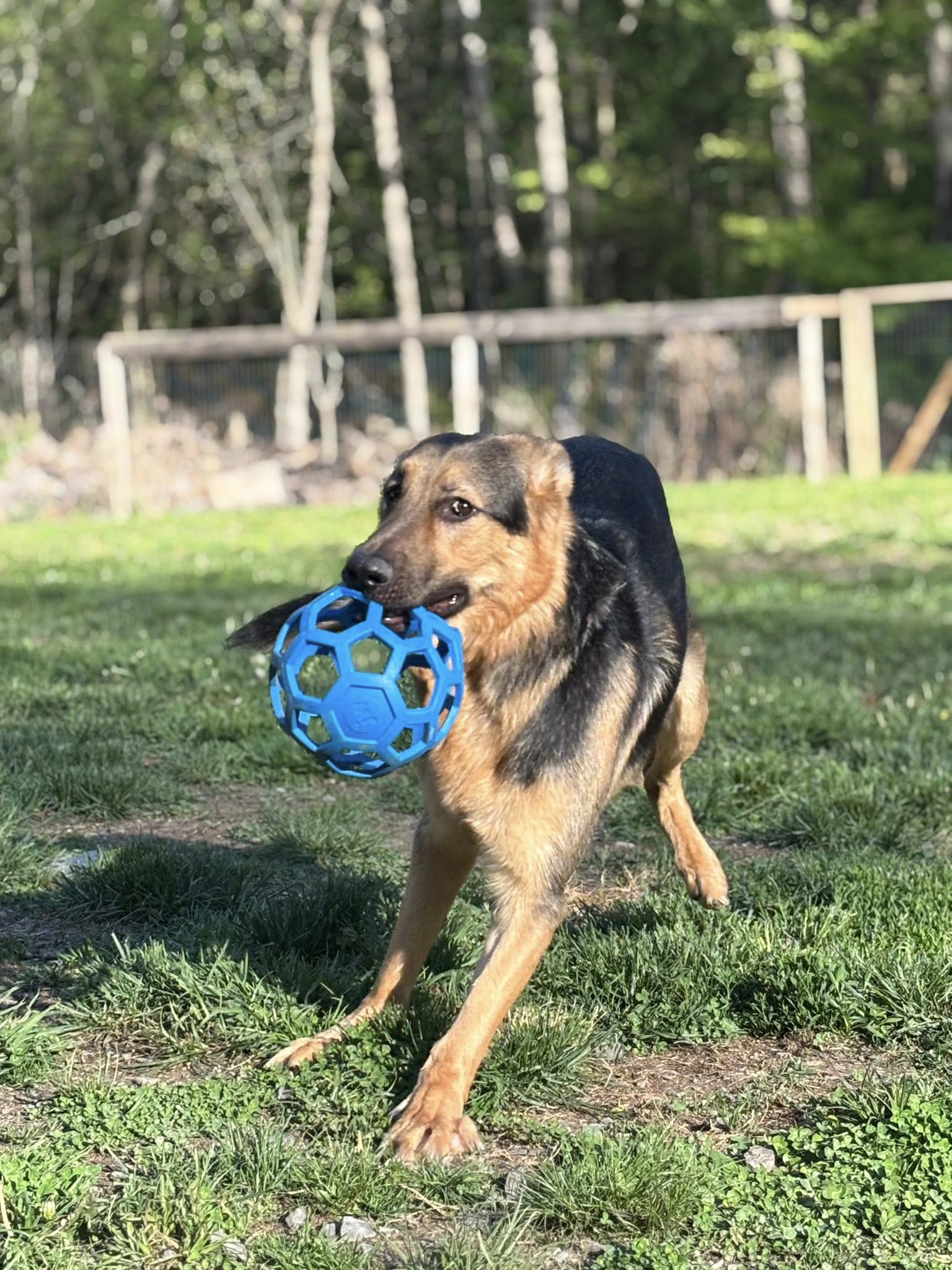 Dog with ball during dog training in Broadalbin, NY