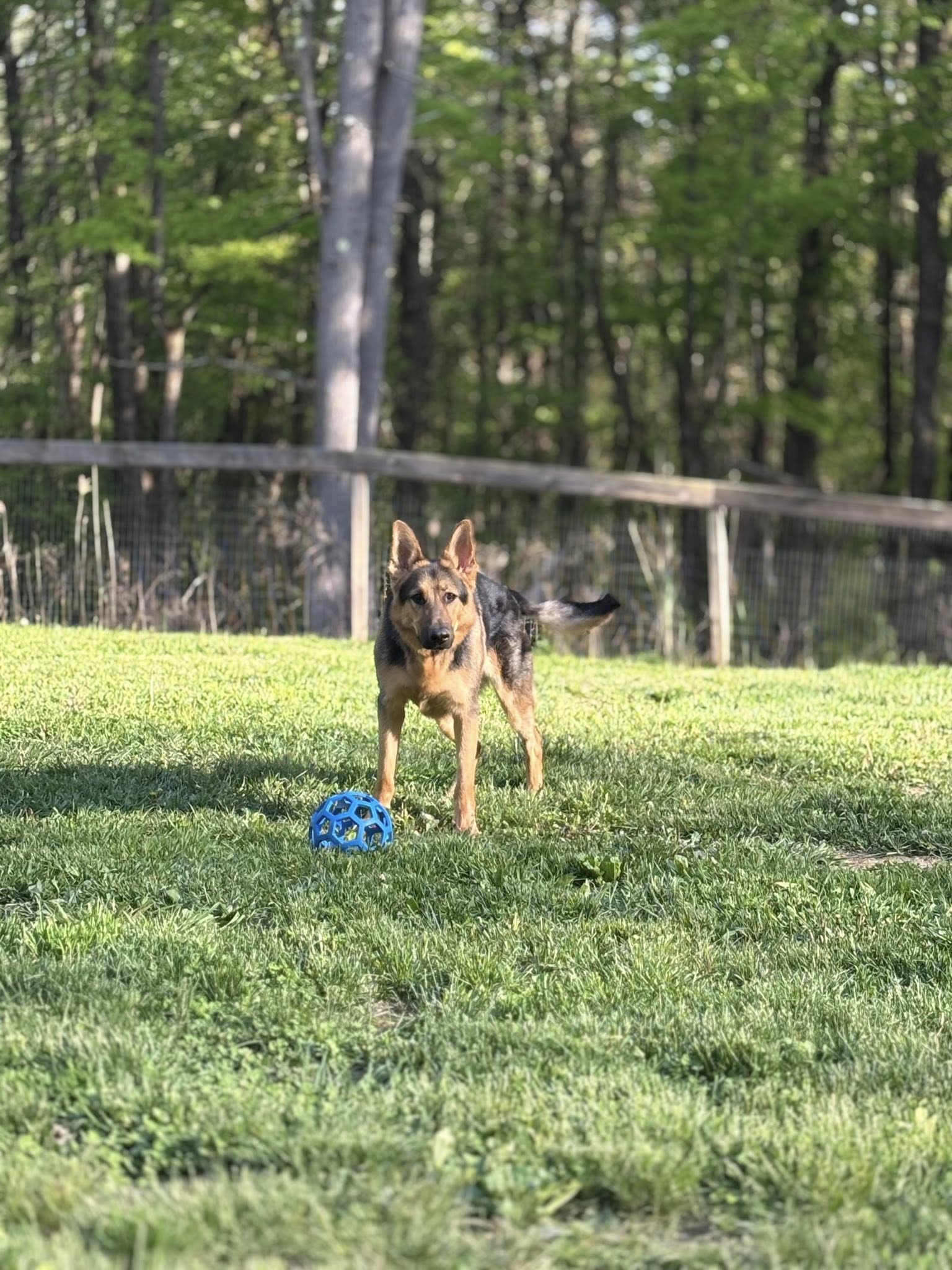 German shepherd during dog training in Halfmoon NY
