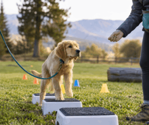 Dog practicing obedience around outdoor distractions