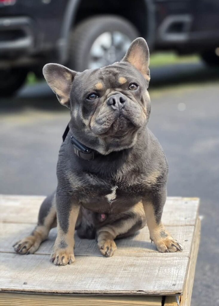 Marcello practicing better manners and obedience in Albany, NY