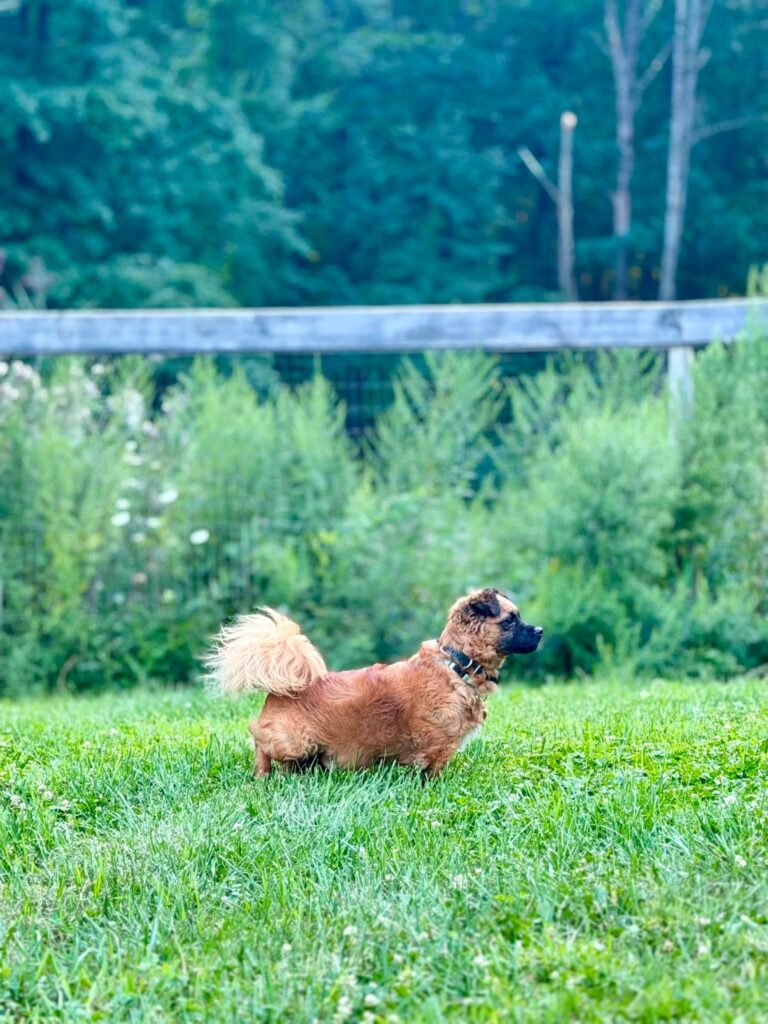 Rocky practicing confidence and obedience in Albany, NY