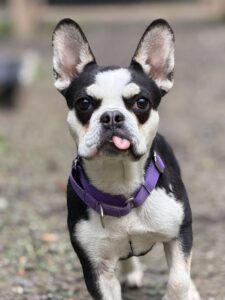 When to start puppy training with a young Boston Terrier