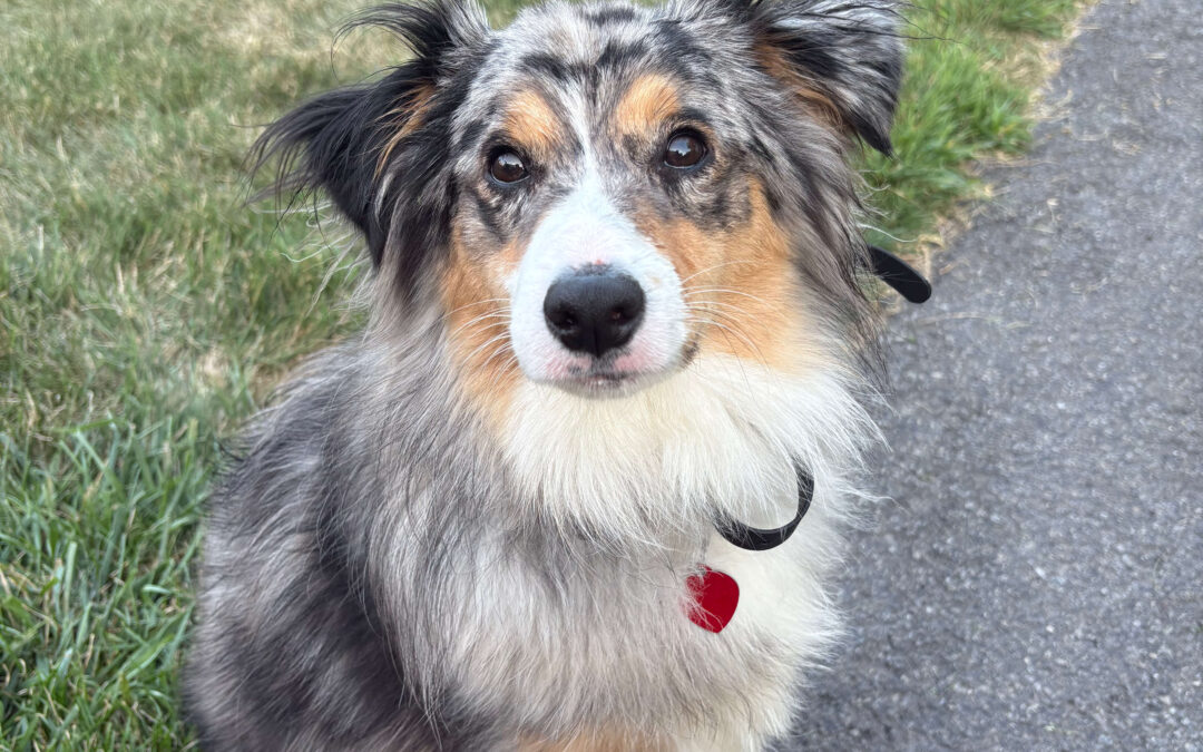 How to Socialize a Puppy Without Overwhelming Them