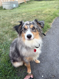 How to Socialize a Puppy Without Overwhelming Them