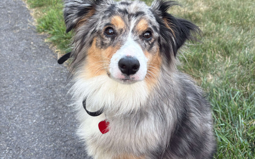How to Socialize a Puppy Without Overwhelming Them