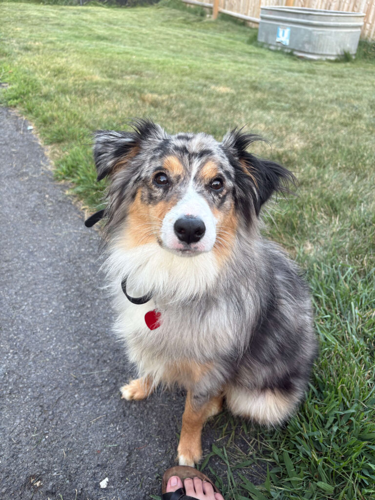 Australian Shepherd sitting for board and train Troy NY Do you like this personality?