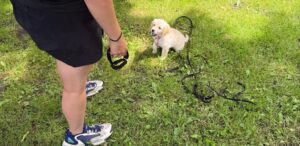 Puppy socialization outdoors with trainer on grassy lawn
