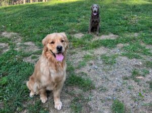 Puppy socialization with two dogs sitting in a grassy yard