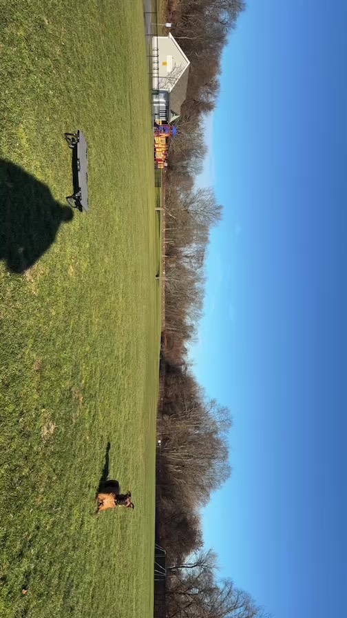 Dynamic Dog Trainers Albany Ny Scene Art Dynamic Dog Trainers Albany Ny Scene Art