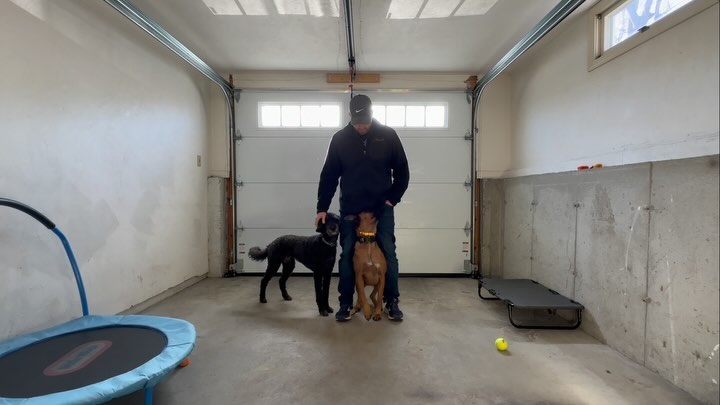 Vivid Dog Trainers Albany Ny Capture for Desktop Vivid Dog Trainers Albany Ny Capture for Desktop