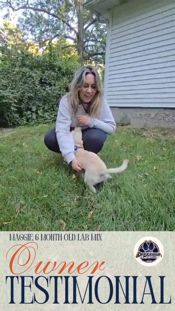 Crisp Dog Trainers Albany Ny Landscape Illustration Crisp Dog Trainers Albany Ny Landscape Illustration